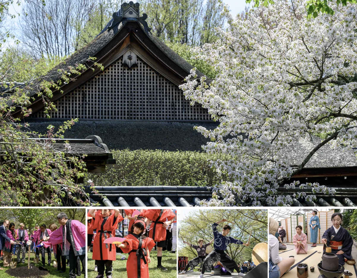 比京都还浪漫？2025费城樱花节全攻略，等你来赴约！